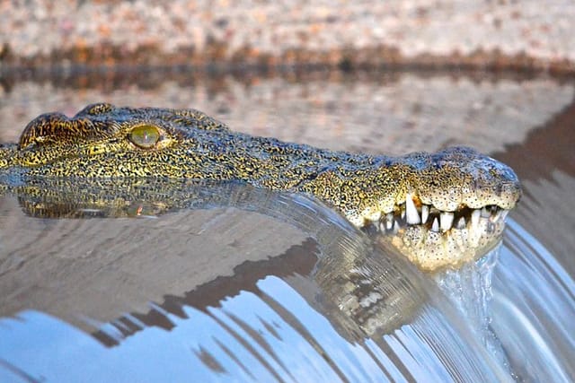 Crocodile in St Lucia